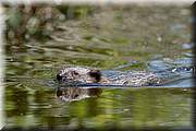 Inspection de mon kayak par un drle d'individu. Celui-ci est un rat musqu