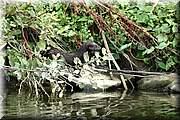 A chaque rencontre, je suis tonn par sa vivacit et aussi un peu par son effronterie : Il a attrapp et tu ce canard  moins de trois mtres de mon kayak.