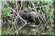 Il chasse et pche sur les bordures en passant de la berge  l'eau  une vitesse phnomnale, mais efficacement et sans bruit.