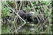 Il chasse et pche sur les bordures en passant de la berge  l'eau  une vitesse phnomnale, mais efficacement et sans bruit.