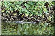 Je l'ai dja vu attrapper des grenouilles, gardons, et une fois un jeune canard.