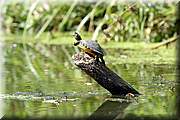 Des tortues exotiques dans la Vilaine.