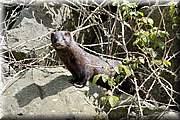 Rencontre rare au bord de la rivire : un vison. Celui ci est de souche amricaine (descendant d'chapps d'levage).
Ce petit carnassier chasse sur les berges et pche  la faon d'une loutre en nageant et plongeant (pattes palmes).