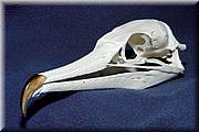 vous trouverez sur le site quelques crânes de ma collection. Ici un cormoran.