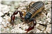 Pseudo scorpion. Ils mesurent de un  quatre millimtres et vivent sur et sous les corces d'arbre celui ci devait faire environ deux millimtres au total.