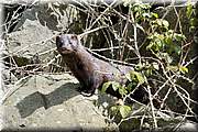 Rencontre rare au bord de la rivire : un vison. Celui ci est de souche amricaine(descendant d'chapps d'levage).
Ce petit carnassier chasse sur les berges et pche  la faon d'une loutre en nageant et plongeant(pattes palmes).