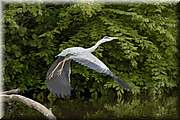 Il est bien rare de se promener au bord de la rivire sans tomber sur un hron.