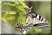 ma premire et seule photo de machaon, vole au 300 mm entre de hautes herbes depuis un kayak. J'tais en forme ce jour l :-)