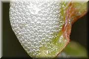 Crachat de coucou : amas de bulle o vit...