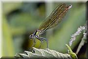 Jolie demoiselle caloptrix.