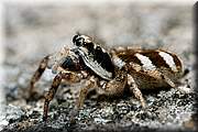 Petite araigne sauteuse au regard enjoleur.