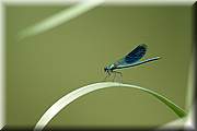 Une bleue dans le vert...