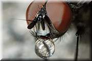 mouche et sa petite goutte d'eau.
