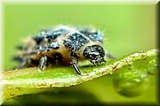 Larve de coccinelle.