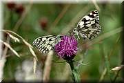Combat pour une fleur. Ces papillons demi-deuil sont trs territoriaux.
