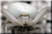 Araigne thomise ou araigne crabe
