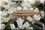 Encore une bestiole impressionante : une larve de chrysope. 
Elle est donne pour se nourrir de pucerons, mais avait l'air de se contenter de nectar.