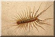 En voici un sympathique spcimen qui se nomme un scutigre
Il se nourrit de petits insectes(poissons d'argent, blattes et cloportes)et est ainsi considr comme utile dans la maison.