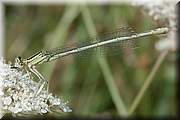 Demoiselle et son sandwich sur la table de pique-nique.