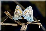 Accouplement d'argus