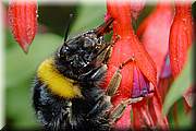 Bourdon piquant dans une fleur de fuschia.