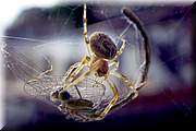 Capture d'une libellule.