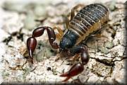 Pseudo scorpion. Ils mesurent de un  quatre millimtres et vivent sur et sous les corces d'arbre celui ci devait faire environ deux millimtres au total.