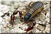 Pseudo scorpion. Ils mesurent de un  quatre millimtres et vivent sur et sous les corces d'arbre celui ci devait faire environ deux millimtres au total.