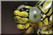 Portrait de libellule : Gomphus trs commun.