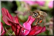 Abeille en vol tout  sa collecte de pollen.