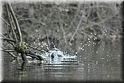 Quand un martin pcheur ne pche pas, que fait-il ?? 
Il saute  l'eau pour garder l'entrainement... 
En fait c'tait la grande baignade du Samedi(peut-tre que Monsieur venait aussi de jouer un peu les terrassiers, vu que Madame tait aussi dans le coin). 
Il a bien du sauter 7  8 fois devant moi, mais il avait attendu le moment le plus sombre de la journe et il tait bien cach sous les fourrs donc les photos sont tristes et pas mal recadres(C'est un nouveau sujet, je ne peux pas l'approcher encore trop prs) mais le spectacle tait sympa. 
Plouf dans l'eau... 
