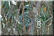 Au printemps, de joli petits homes de mousse et lichens apparaissent au milieu des ronciers du bord de l'eau ... 
