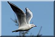 Mouette de rivire ;-)