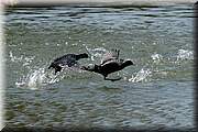 Courir sur l'eau : Les foulques sont expertes en la matire.