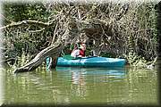 Promenade en kayak : passage sous l'arbre  frisettes.