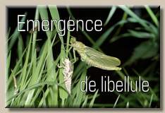 Emergence
de libellule