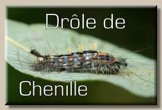 Drle 
de chenille