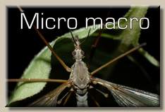 Micro
Macro