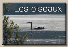 Les oiseaux