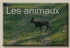 Les animaux