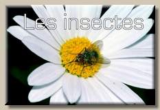 Les
insectes