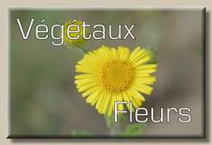 Fleurs et
vgtaux