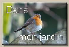 Dans mon
jardin